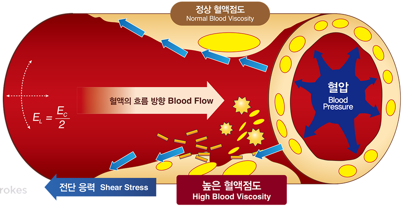 혈액의 흐름 방향 예시